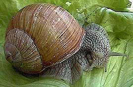 escargot de bourgogne ou Helix pomatia