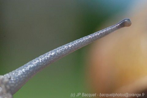 jpbacquet10.JPG