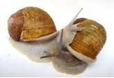 2 escargots