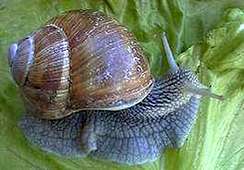 escargot de bourgogne