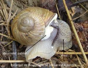 escargot de Bourgogne