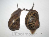 comparaison de deux petits-gris