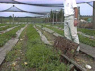 L'élevage d'escargots ou héliciculture