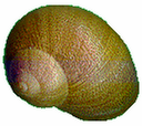 coquille sans bandes, unicolor