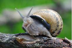 escargot Gros-Gris