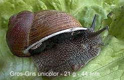 escargot gros-gris unicolor