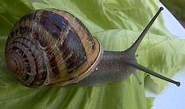 escargot Petit-Gris adulte