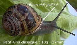 escargot petit-gris