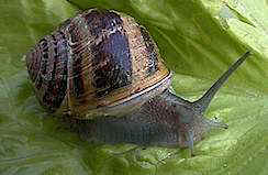 escargot petit-gris