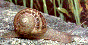 escargot petit-gris juvénile