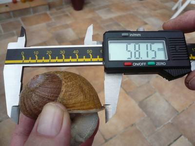 escargot record