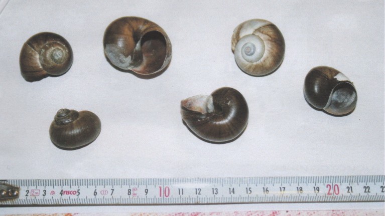 escargots-senestres-cotonou