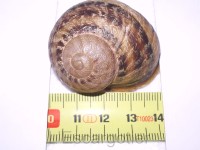 mesure d'un cornu